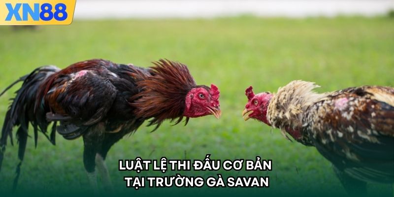 Luật lệ thi đấu cơ bản tại trường đấu SAVAN