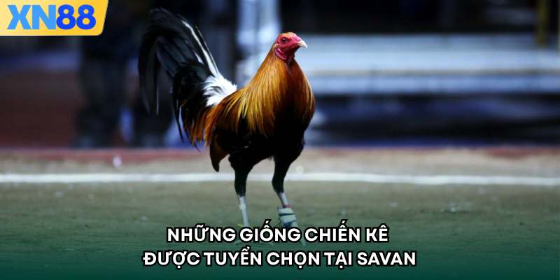 Những giống chiến kê được tuyển chọn tại SAVAN