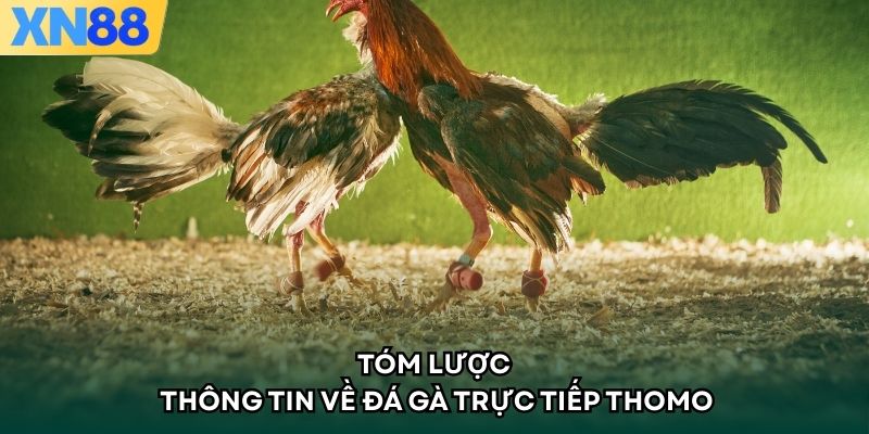 Tóm lược thông tin về đá gà trực tiếp thomo